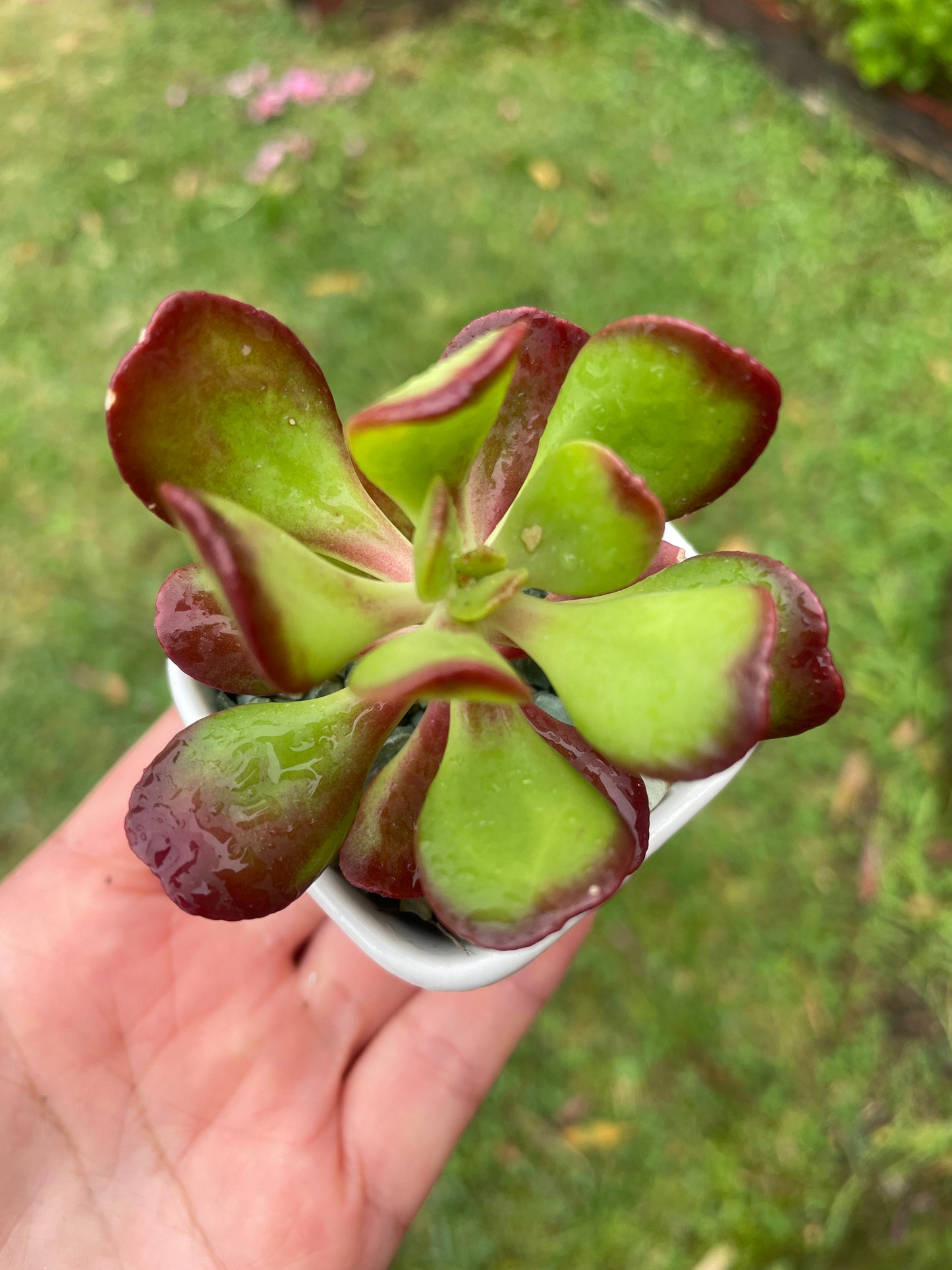 Succulent  Sedum Dendroideum/tree stonecrop/False hens-and-chickens