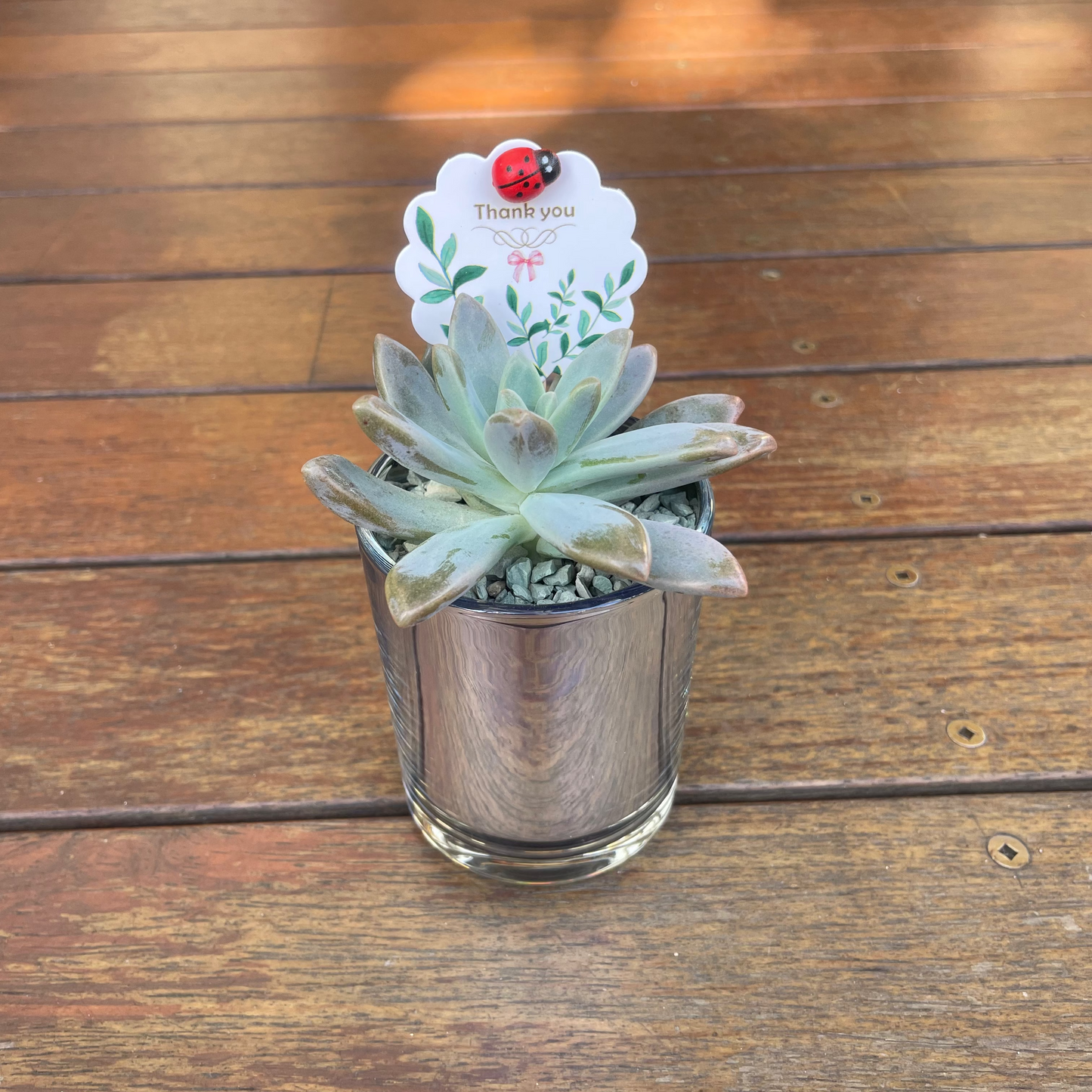 Elegant Succulent Wedding Favours | 7cm Silver Glass Vase & White Kraft Gift Bag | Custom Tags | Local Pickup