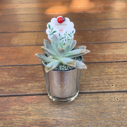 Elegant Succulent Wedding Favours | 7cm Silver Glass Vase & White Kraft Gift Bag | Custom Tags | Local Pickup