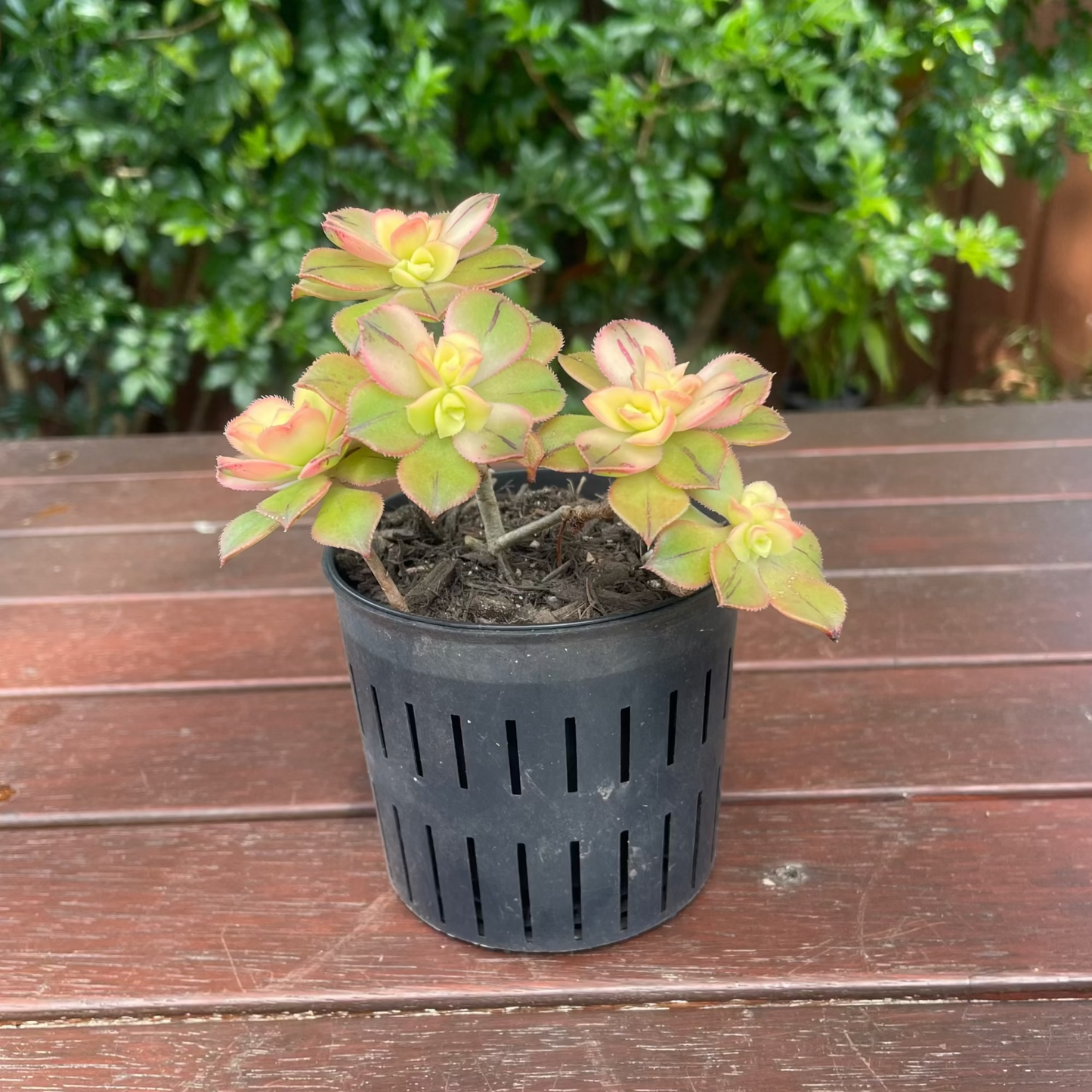 Aeonium Kiwi Succulent – Live Plant