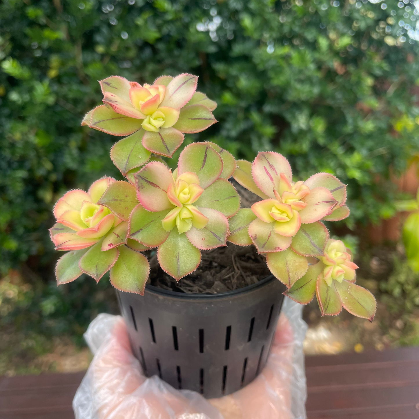 Aeonium Kiwi Succulent – Live Plant