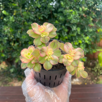 Aeonium Kiwi Succulent – Live Plant