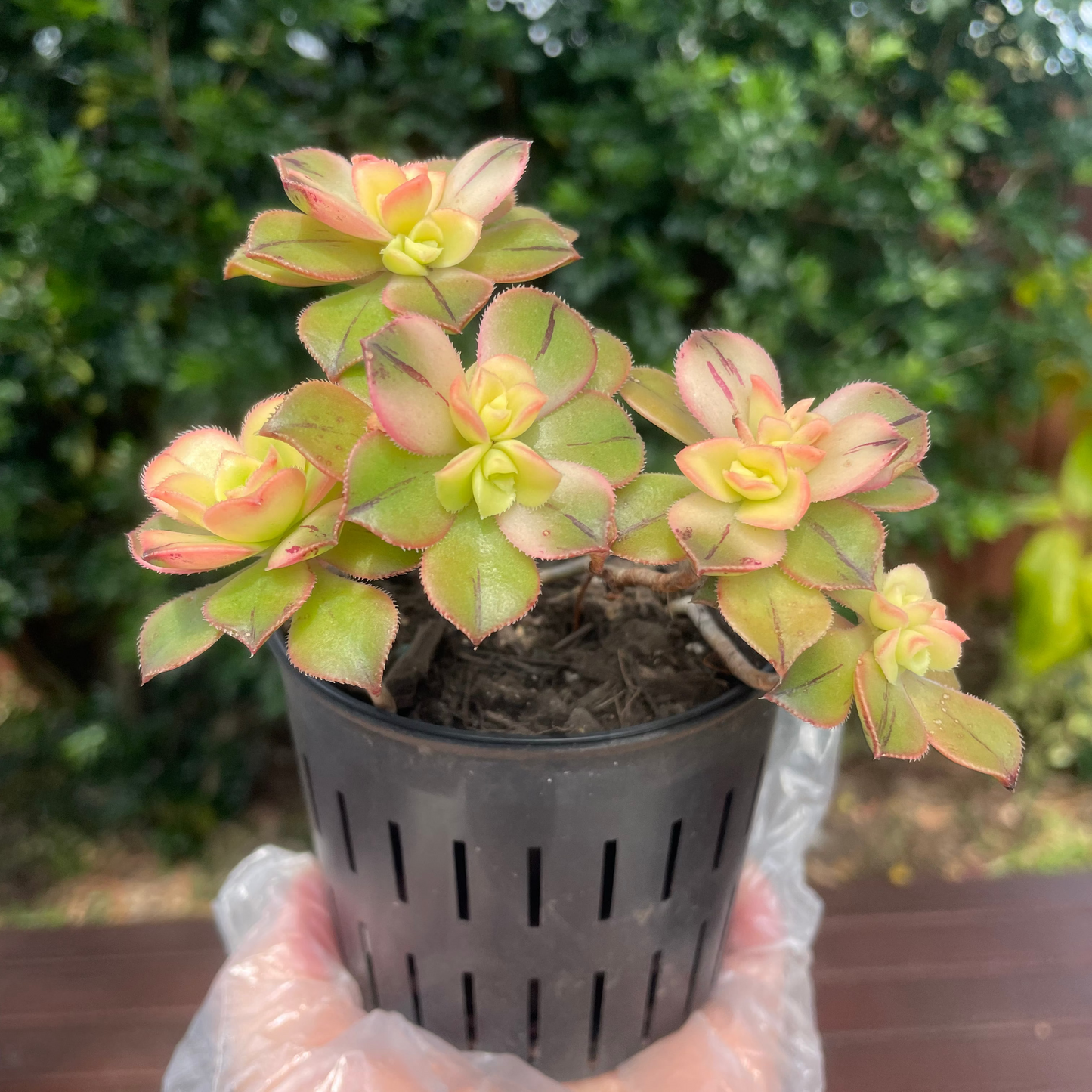 Aeonium Kiwi Succulent – Live Plant