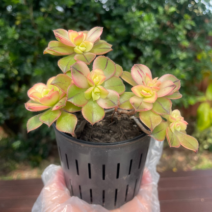 Aeonium Kiwi Succulent – Live Plant
