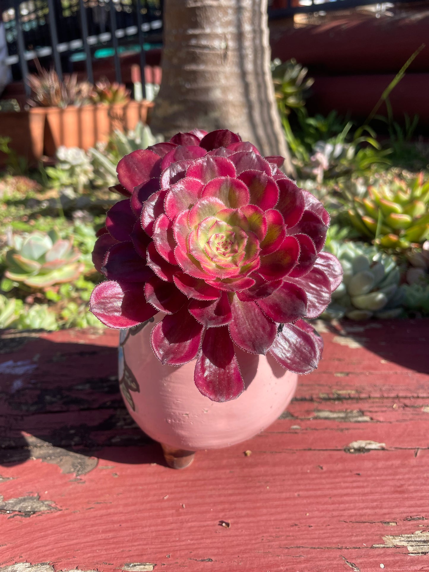Succulent Aeonium Mardi Gras 2 Heads