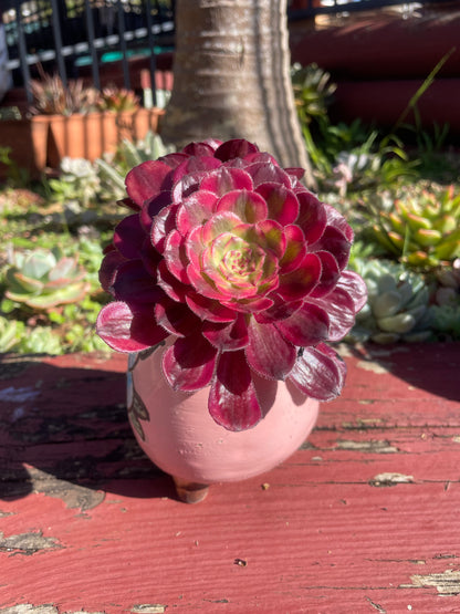 Succulent Aeonium Mardi Gras 2 Heads
