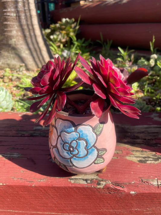 Succulent Aeonium Mardi Gras 2 Heads