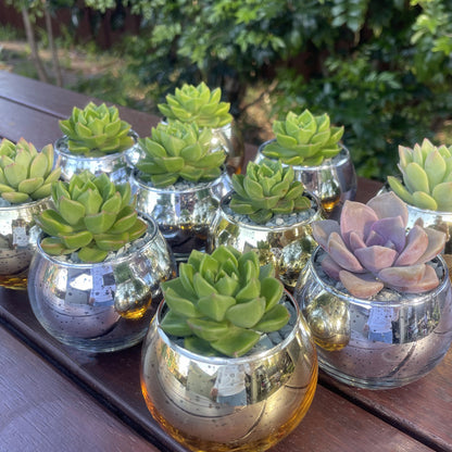 Christmas Succulent Gifts in Metallic Glass Pots – Custom Tags Available