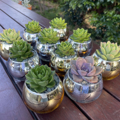 Christmas Succulent Gifts in Metallic Glass Pots – Custom Tags Available