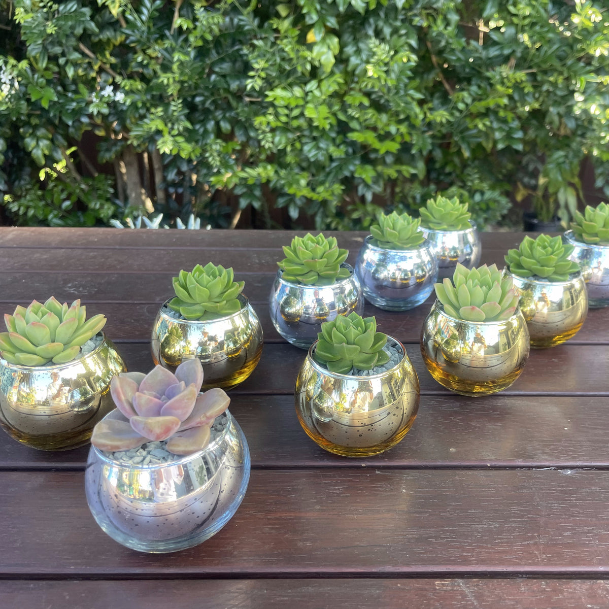 Christmas Succulent Gifts in Metallic Glass Pots – Custom Tags Available