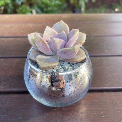Christmas Succulent Gifts in Metallic Glass Pots – Custom Tags Available