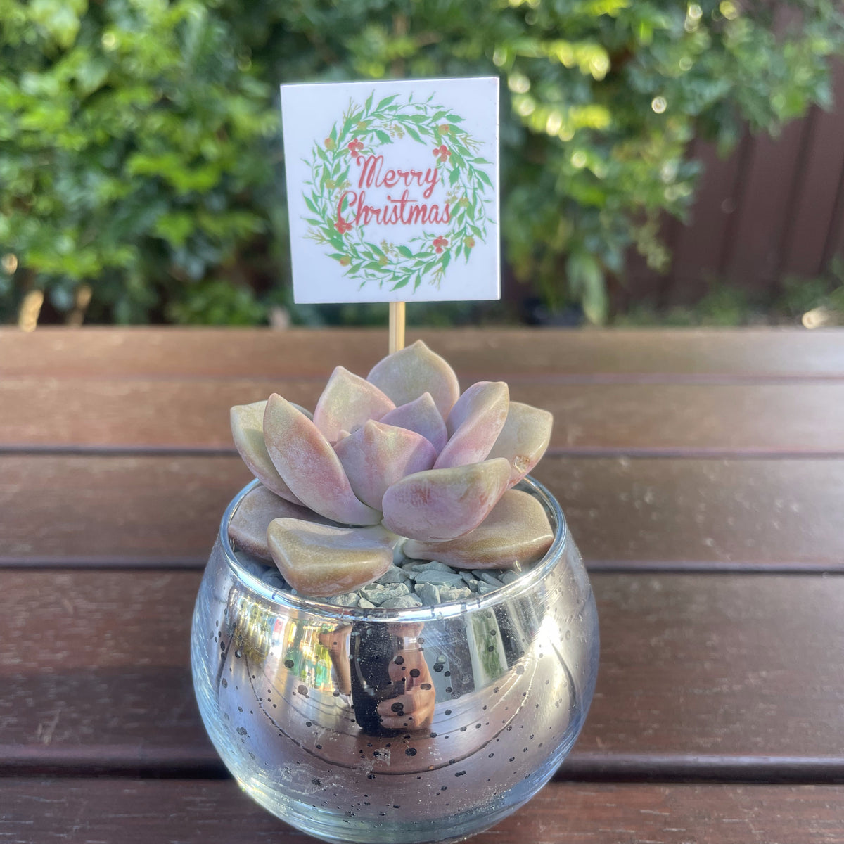 Christmas Succulent Gifts in Metallic Glass Pots – Custom Tags Available