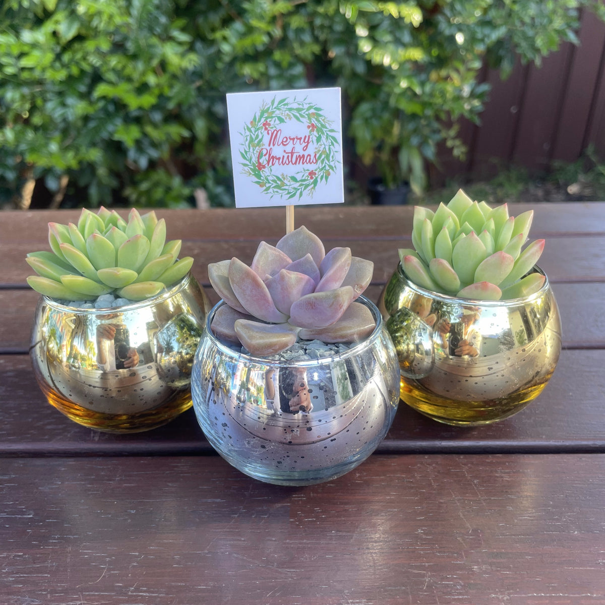 Christmas Succulent Gifts in Metallic Glass Pots – Custom Tags Available