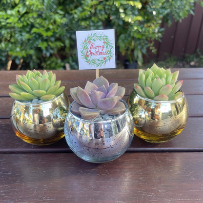 Christmas Succulent Gifts in Metallic Glass Pots – Custom Tags Available