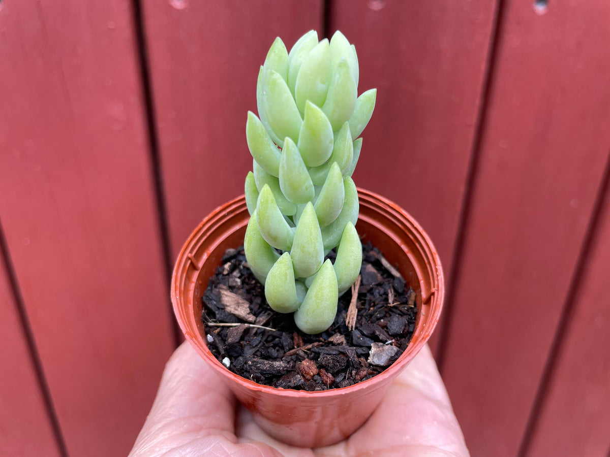 Donkey tails in green ceramic pot