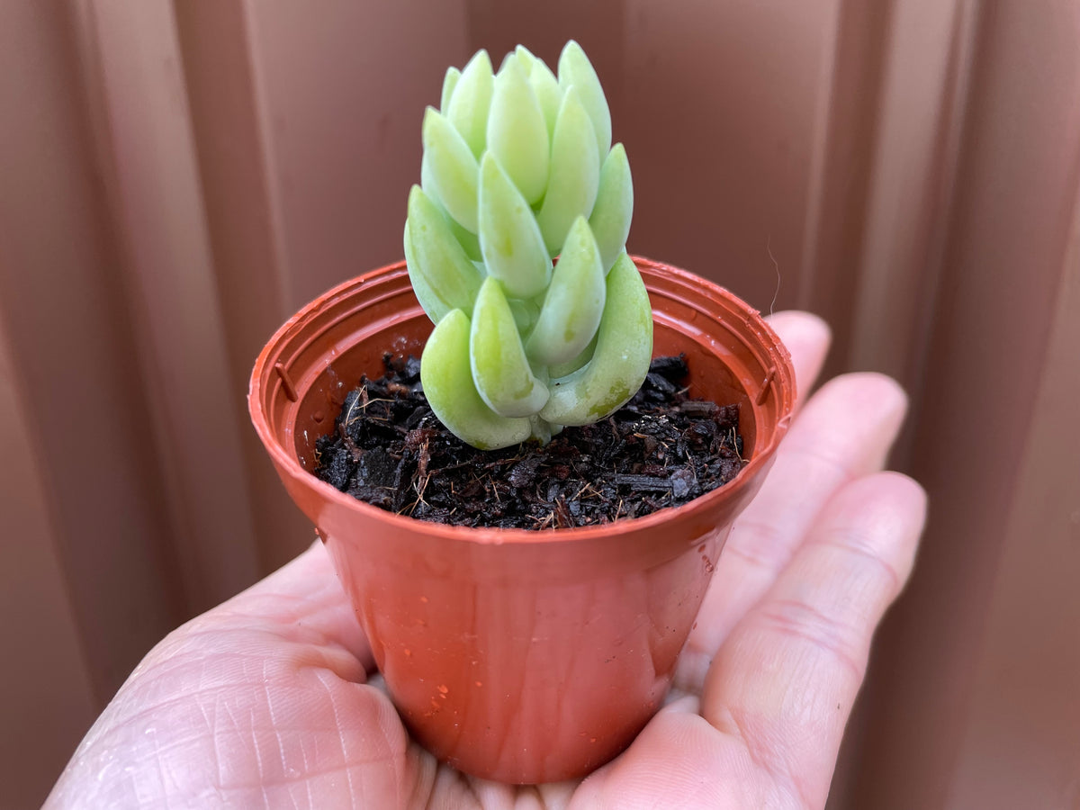 Donkey tails in green ceramic pot