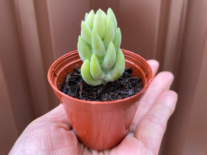 Donkey tails in green ceramic pot