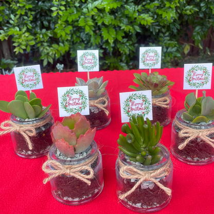 Christmas Succulent Favours in Glass Vases with Custom Tags Local Pickup
