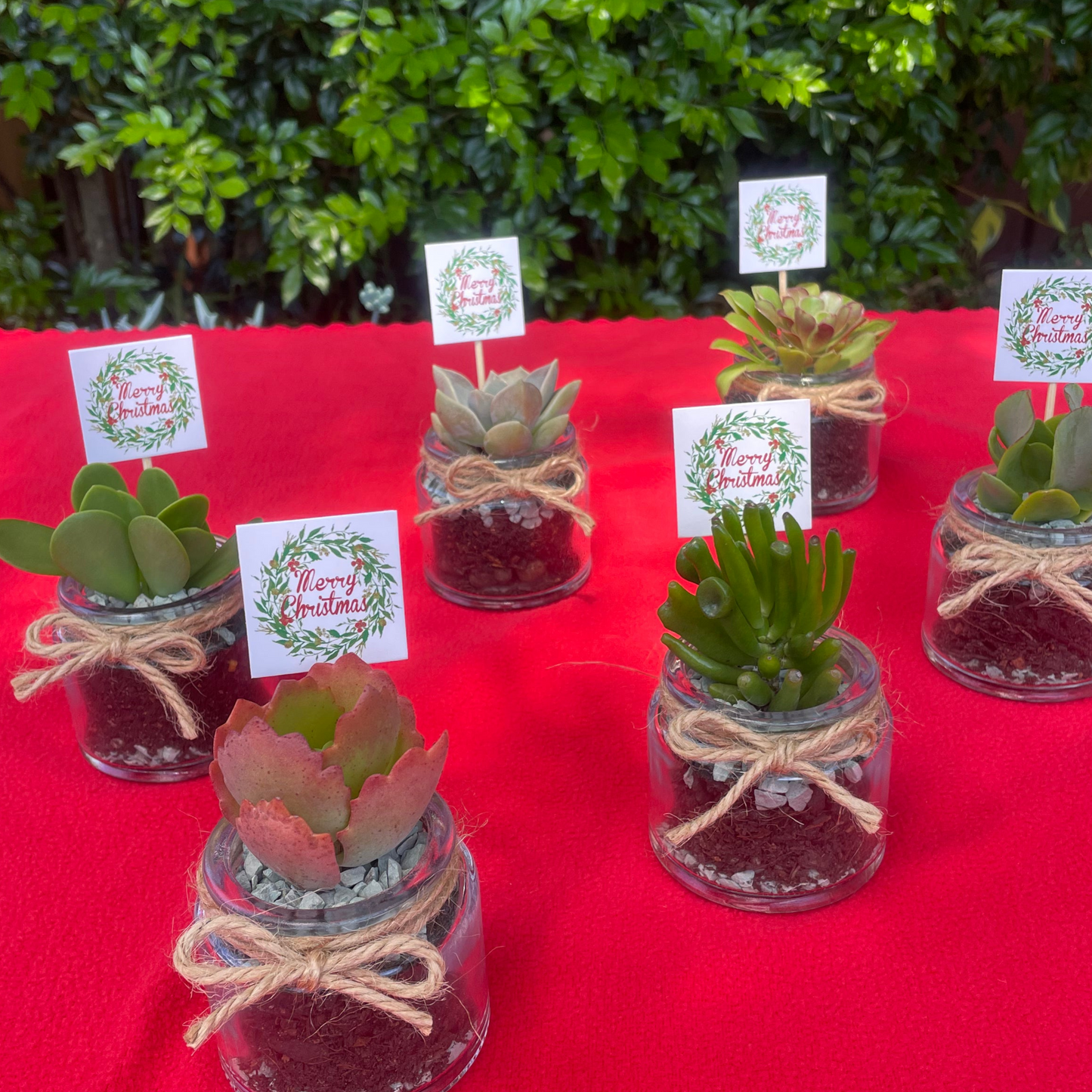 Christmas Succulent Favours in Glass Vases with Custom Tags Local Pickup
