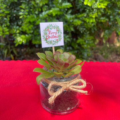 Christmas Succulent Favours in Glass Vases with Custom Tags Local Pickup