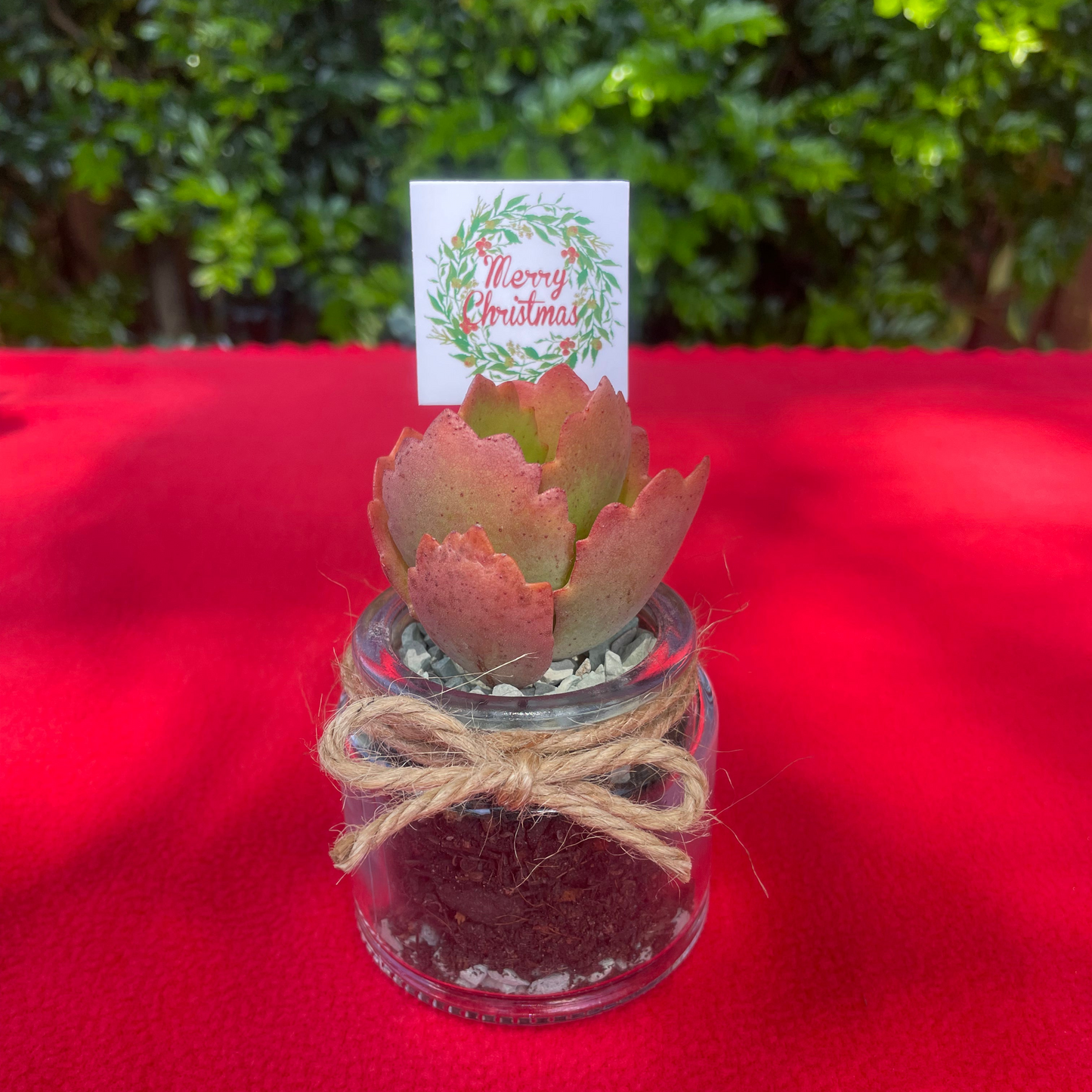 Christmas Succulent Favours in Glass Vases with Custom Tags Local Pickup