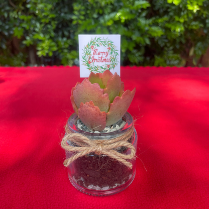 Christmas Succulent Favours in Glass Vases with Custom Tags Local Pickup