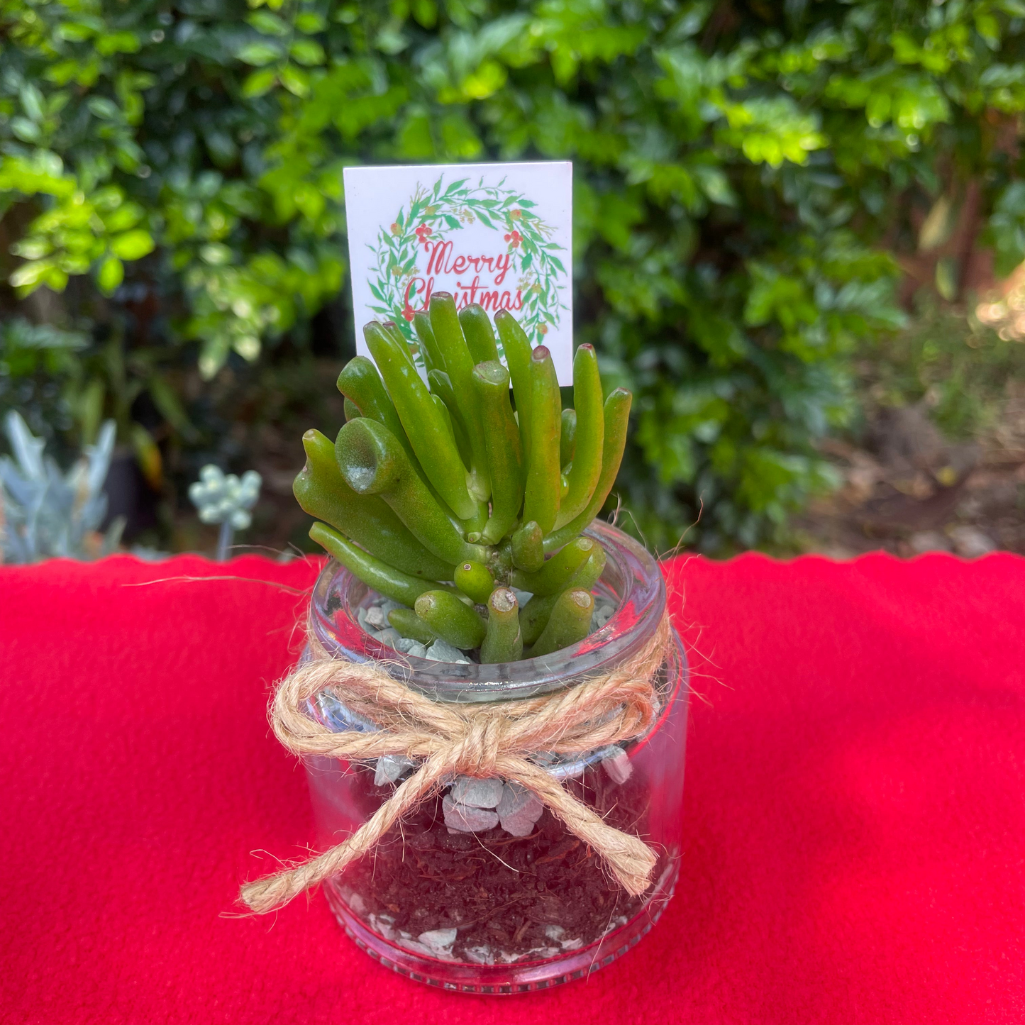 Christmas Succulent Favours in Glass Vases with Custom Tags Local Pickup