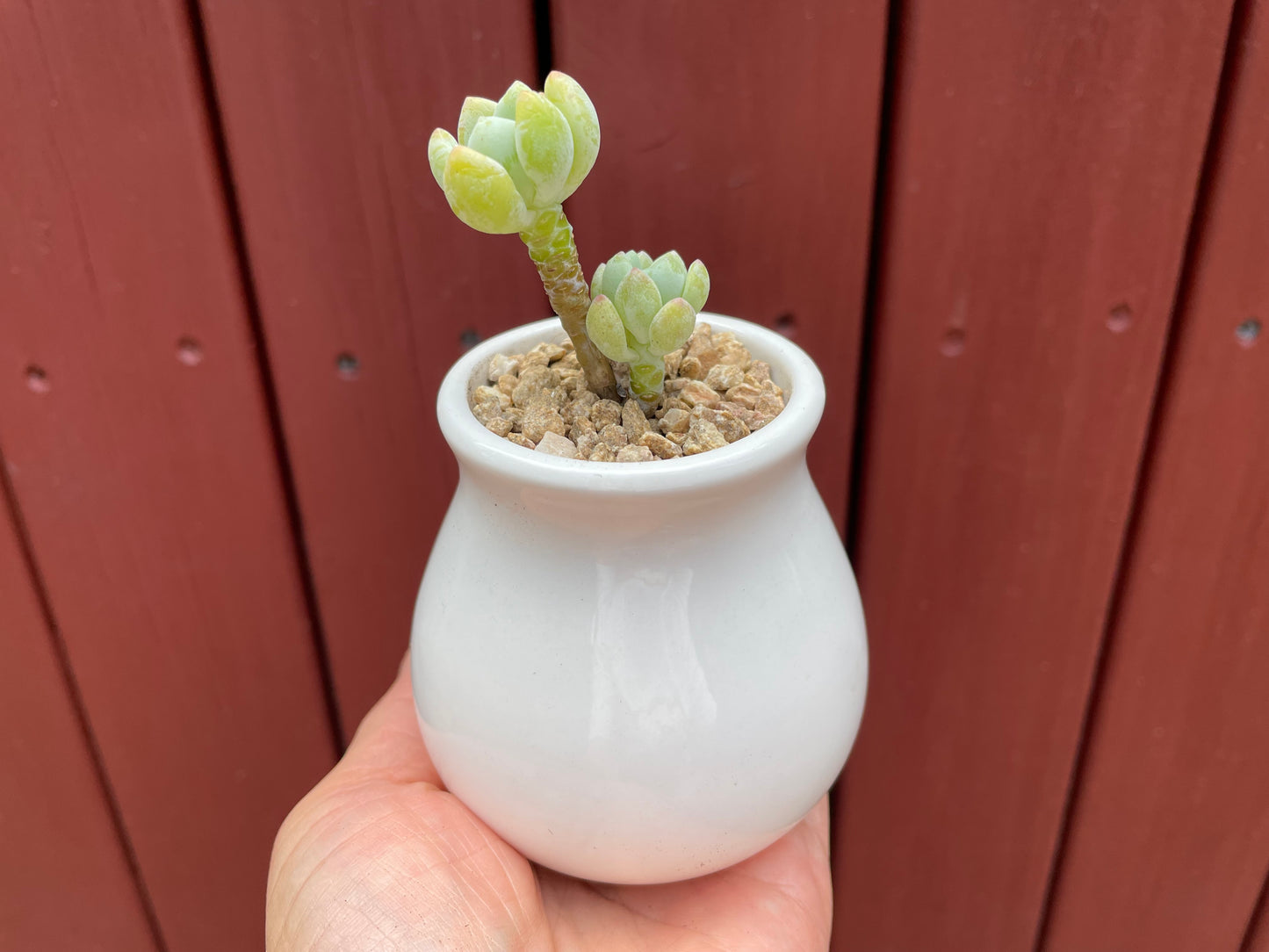 3x White Ceramic pots succulent cactus small plant planter mini size