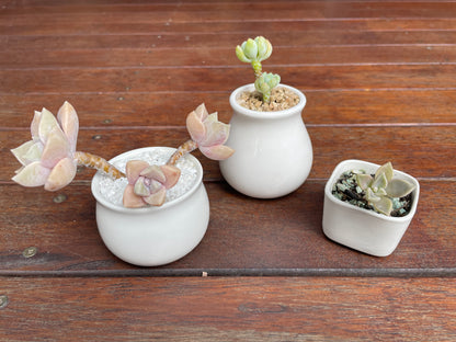 3x White Ceramic pots succulent cactus small plant planter mini size