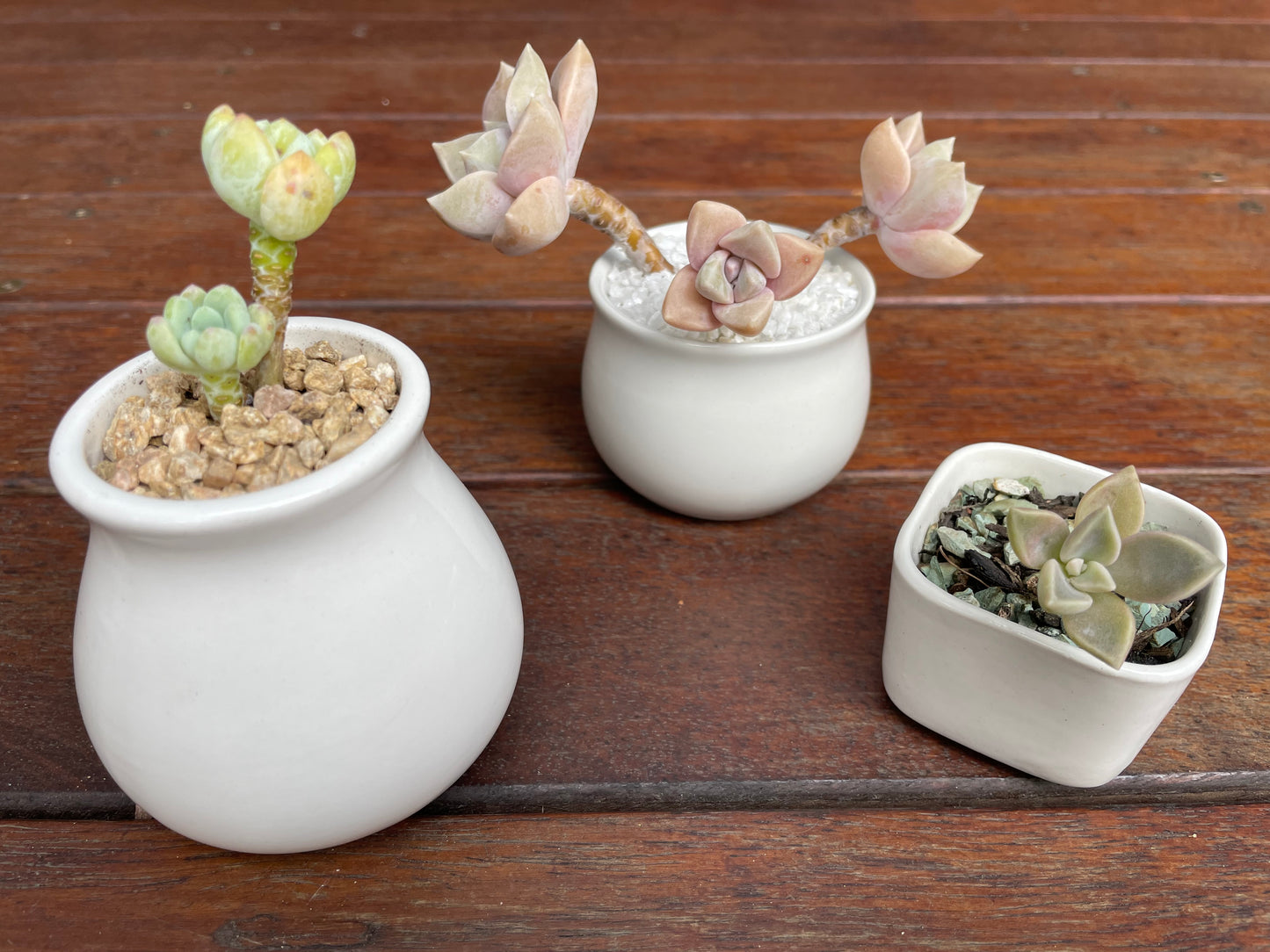 3x White Ceramic pots succulent cactus small plant planter mini size