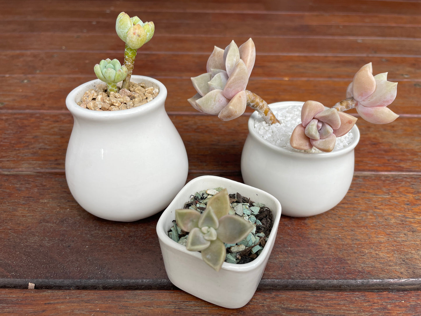 3x White Ceramic pots succulent cactus small plant planter mini size