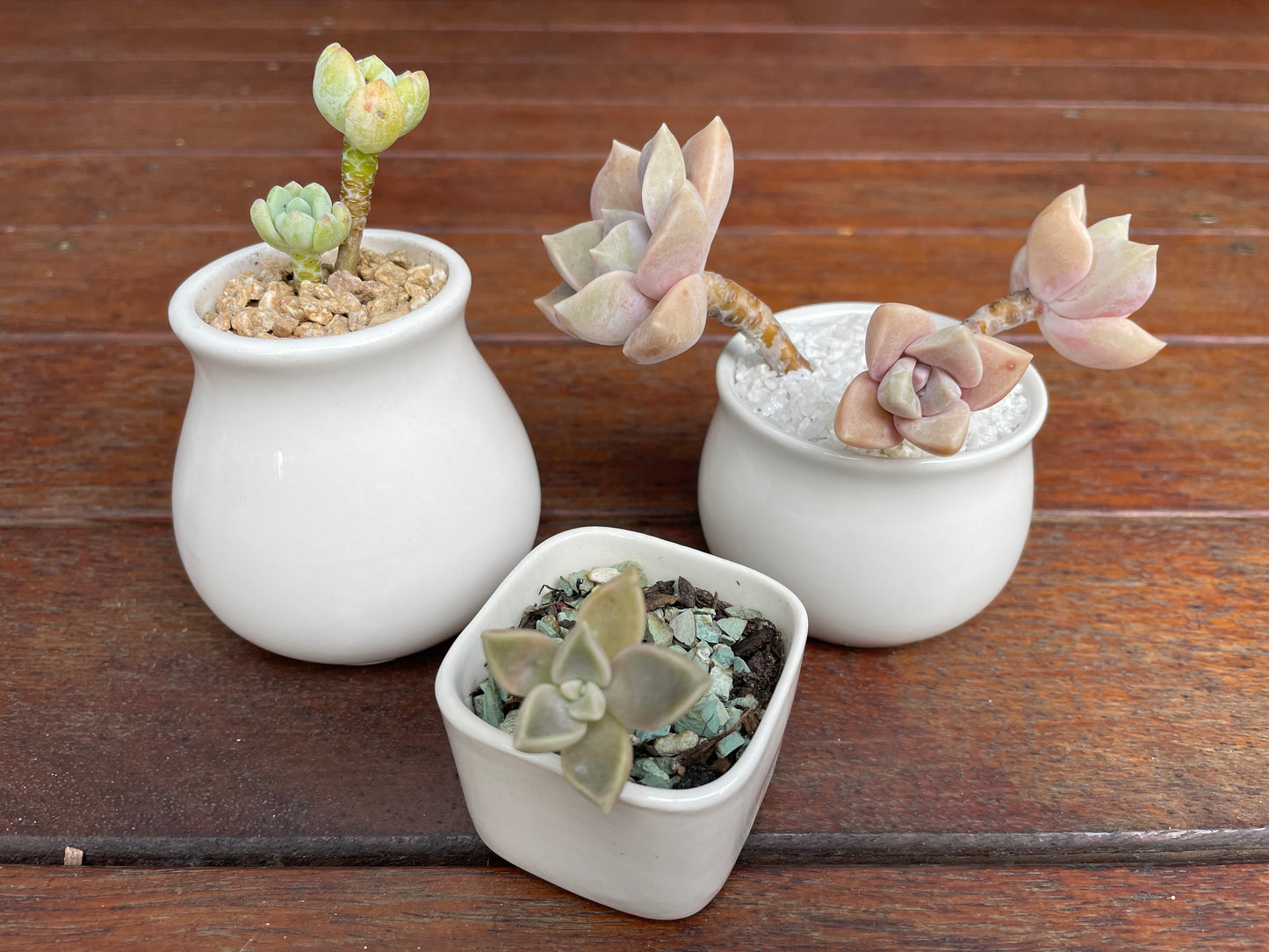 3x White Ceramic pots succulent cactus small plant planter mini size