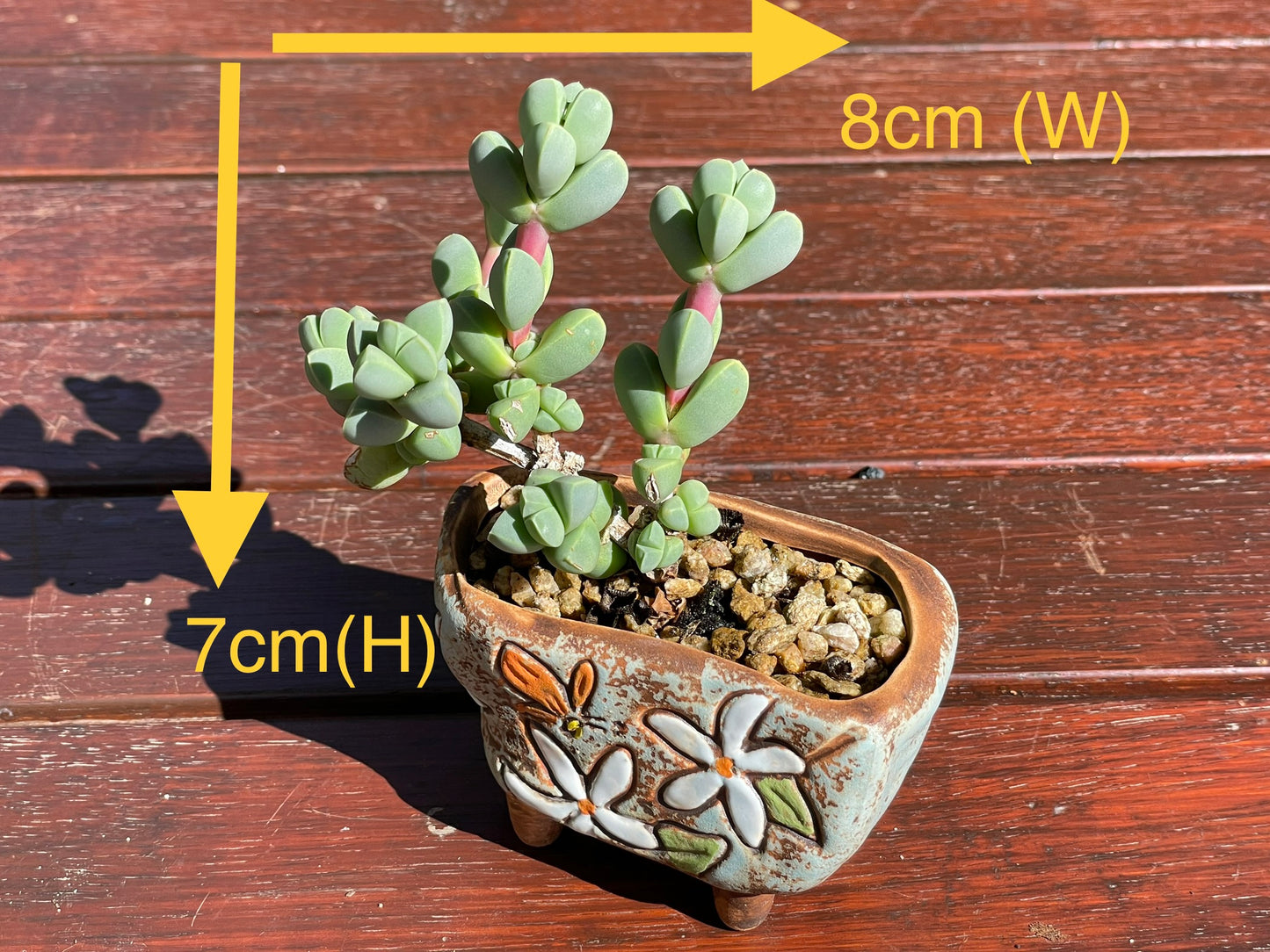 Corpuscularia lehmannii Ice Plant