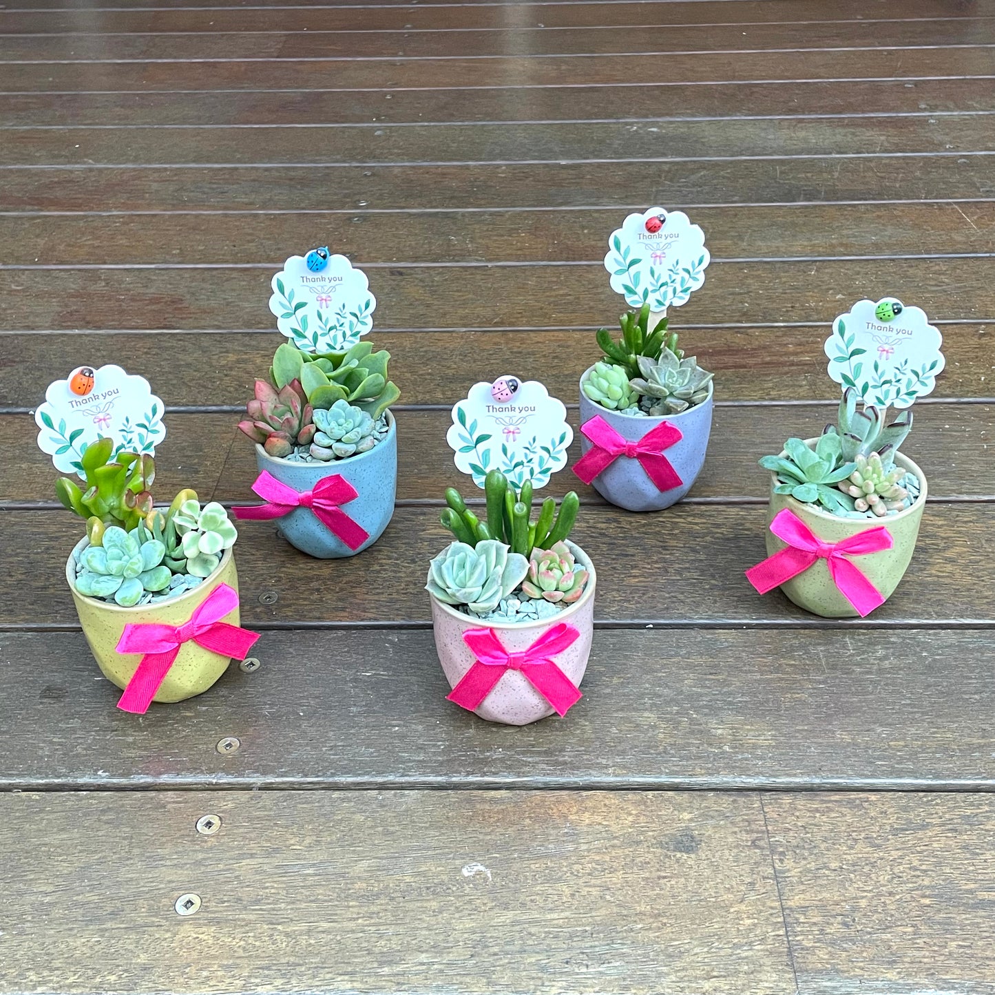 Live Succulent Favors | 6cm Mini Ceramic Plant Pots | Thank You Gift for Guests, Weddings, Birthdays, Corporate Events