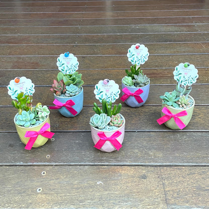 Live Succulent Favors | 6cm Mini Ceramic Plant Pots | Thank You Gift for Guests, Weddings, Birthdays, Corporate Events