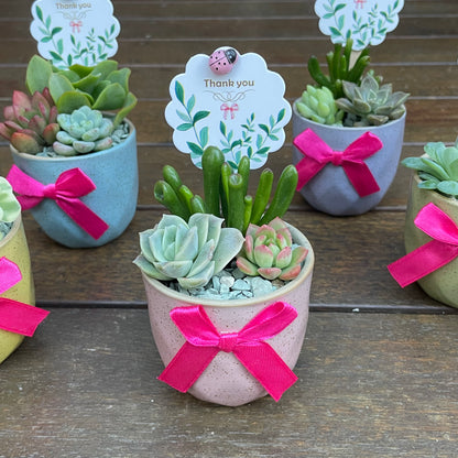 Live Succulent Favors | 6cm Mini Ceramic Plant Pots | Thank You Gift for Guests, Weddings, Birthdays, Corporate Events