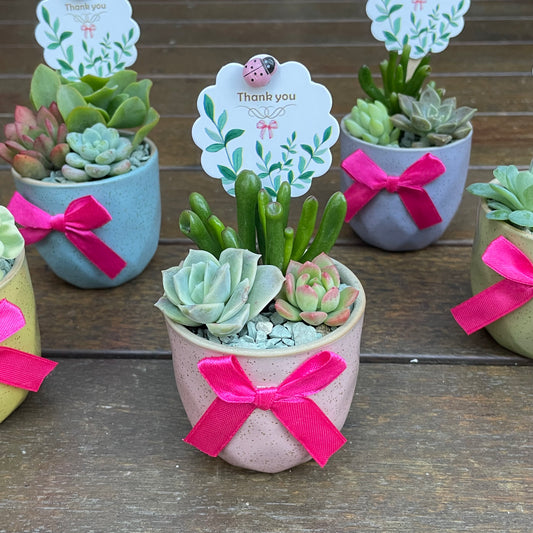 Live Succulent Favors | 6cm Mini Ceramic Plant Pots | Thank You Gift for Guests, Weddings, Birthdays, Corporate Events