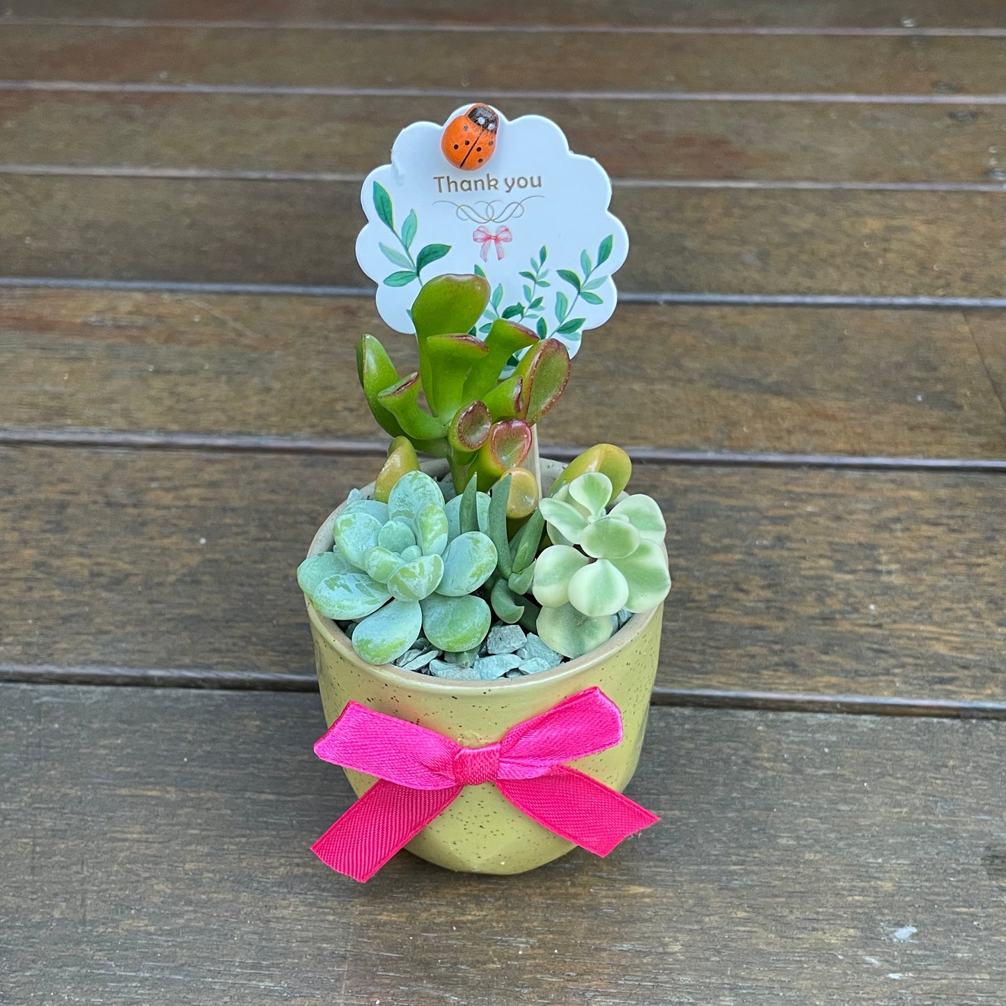 Live Succulent Favors | 6cm Mini Ceramic Plant Pots | Thank You Gift for Guests, Weddings, Birthdays, Corporate Events