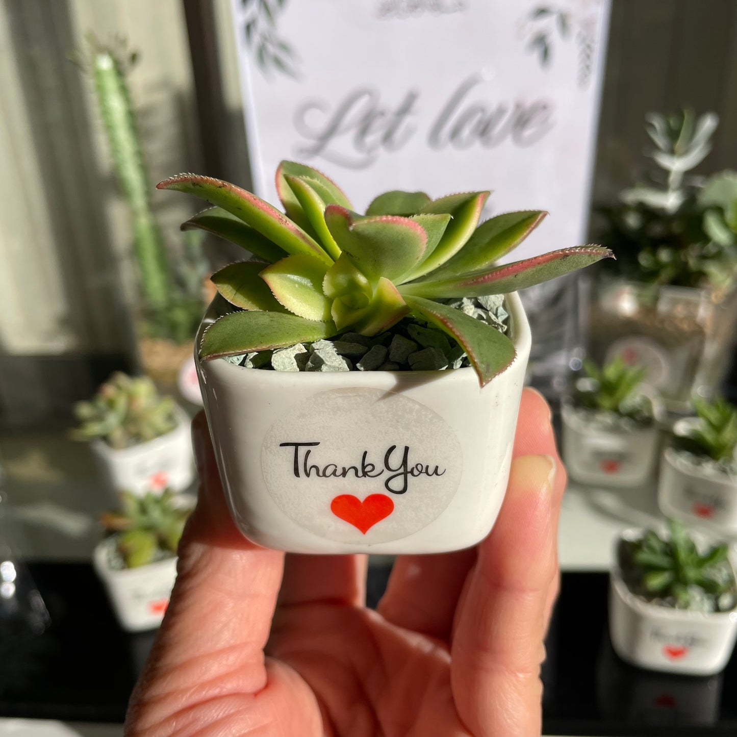 Succulent Wedding Favour White Pot