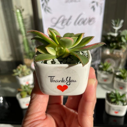 Succulent Wedding Favour White Pot