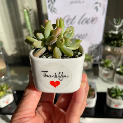 Succulent Wedding Favour White Pot