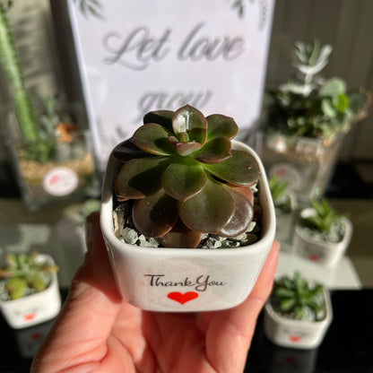 Succulent Wedding Favour White Pot