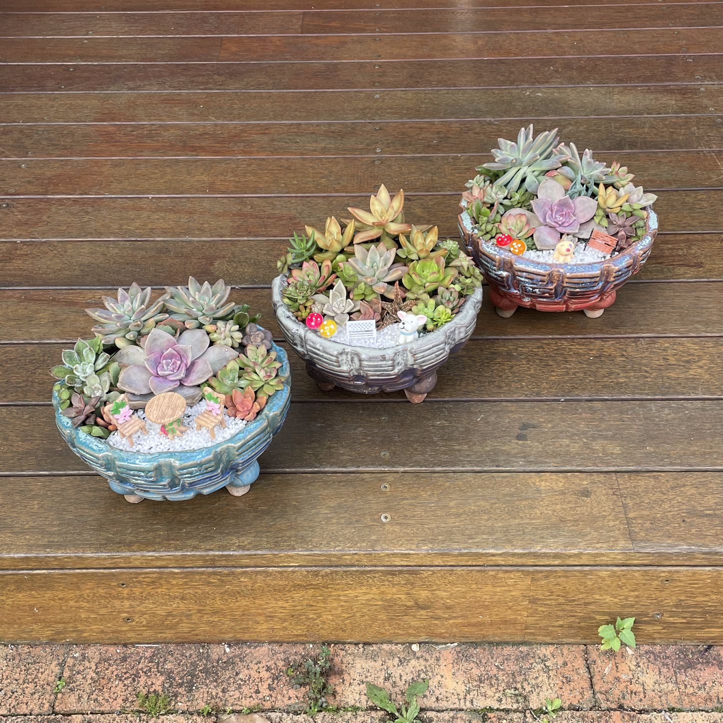 Big Succulent Arrangement Mixed Succulents in Pot