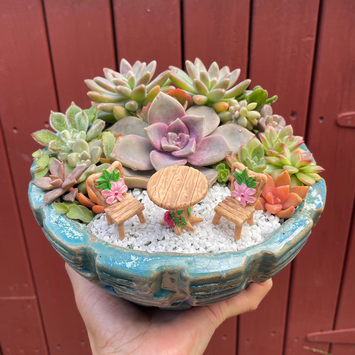 Big Succulent Arrangement Mixed Succulents in Pot