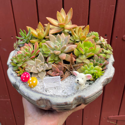 Big Succulent Arrangement Mixed Succulents in Pot