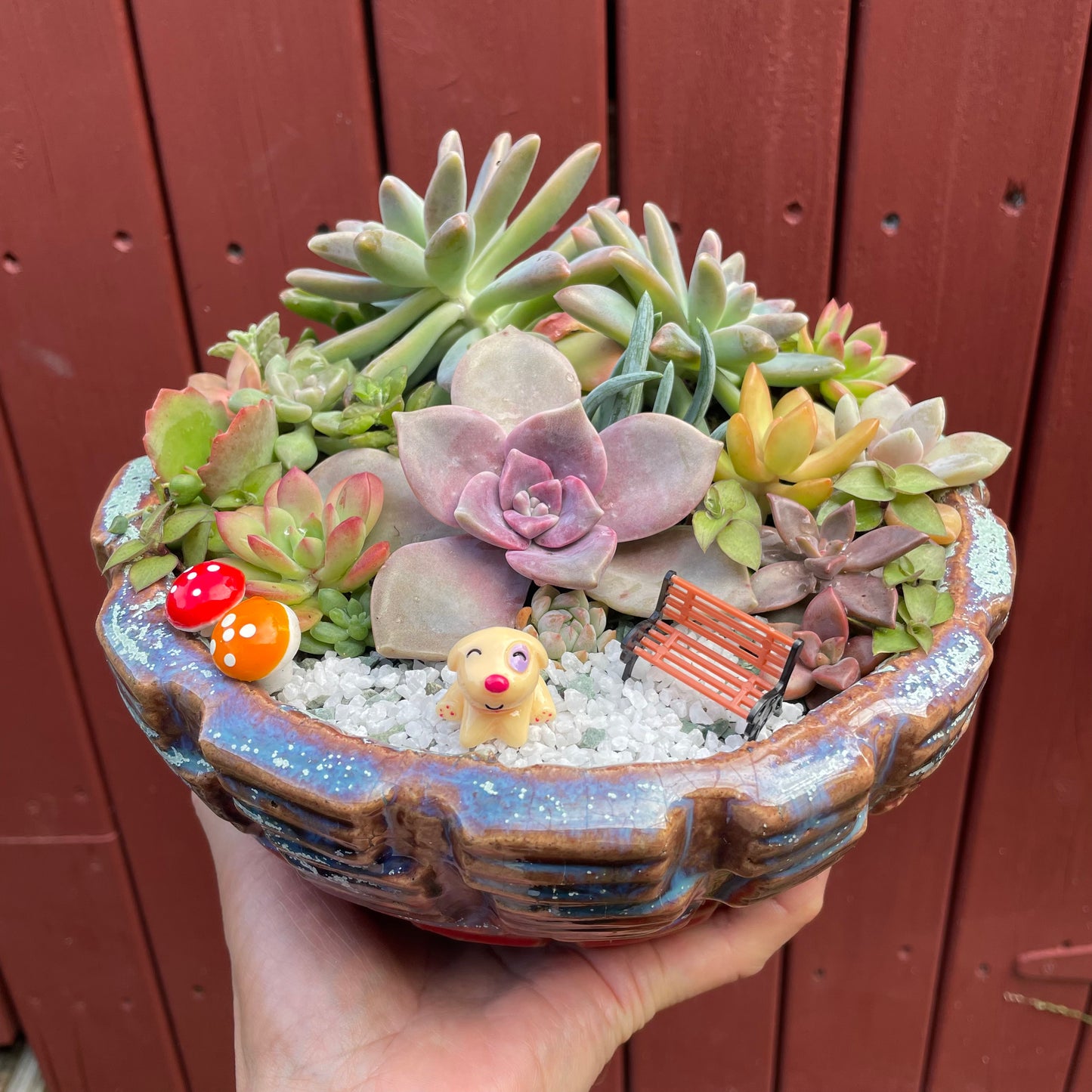 Big Succulent Arrangement Mixed Succulents in Pot