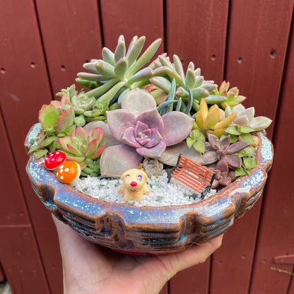 Big Succulent Arrangement Mixed Succulents in Pot
