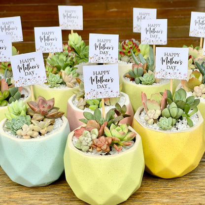 Succulent Favour | Seasonal Succulent Arrangements for Weddings & Events | Local Pick-Up in Gymea, NSW 2227