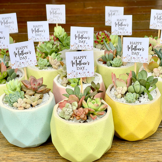 Succulent Favour | Seasonal Succulent Arrangements for Weddings & Events | Local Pick-Up in Gymea, NSW 2227