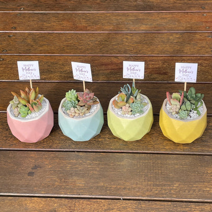 Succulent Favour | Seasonal Succulent Arrangements for Weddings & Events | Local Pick-Up in Gymea, NSW 2227